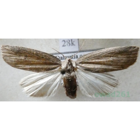 Chilodes maritima (Tauscher, 1806) female Croatia28k